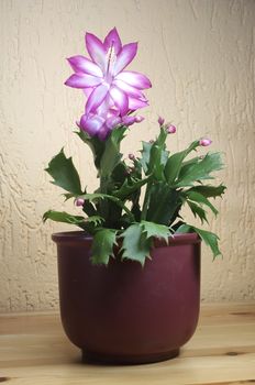 Schlumbergera - christmasflower