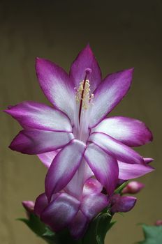 Schlumbergera - christmasflower