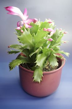 Schlumbergera - christmasflower