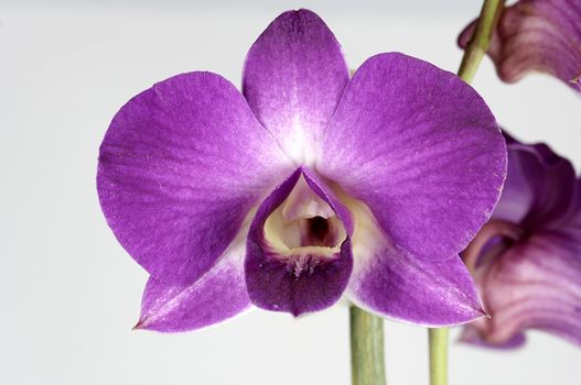 close-up of a wonderfull orchidee