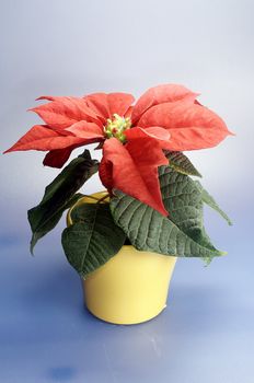 a wonderfull red christmas flower