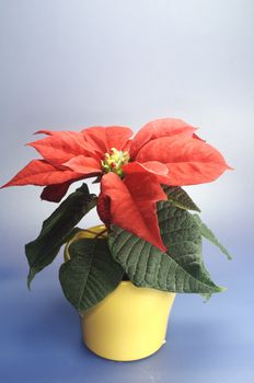 a wonderfull red christmas flower