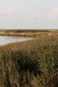 at the coast of the northsea