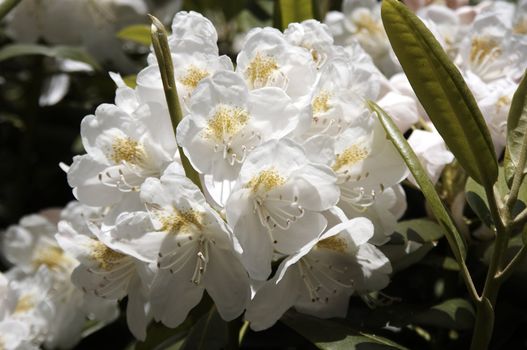 very fine coloured Rhododendron