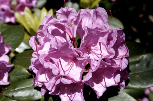 very fine coloured Rhododendron