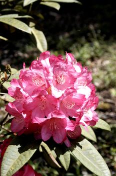 very fine coloured Rhododendron