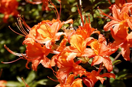 very fine coloured Rhododendron