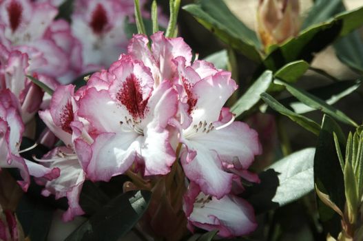 very fine coloured Rhododendron