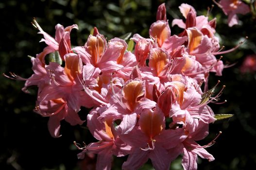 very fine coloured Rhododendron