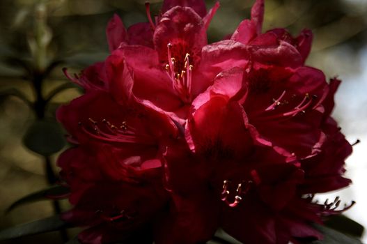 very fine coloured Rhododendron