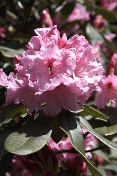 very fine coloured Rhododendron