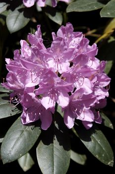 very fine coloured Rhododendron