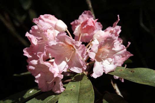 very fine coloured Rhododendron