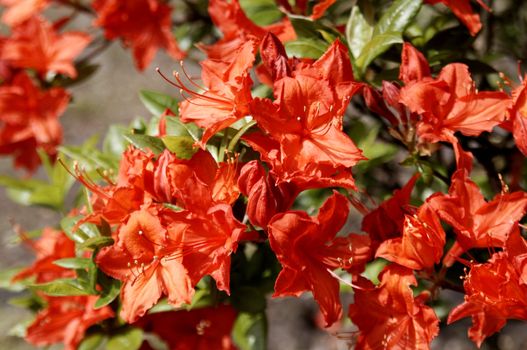 very fine coloured Rhododendron