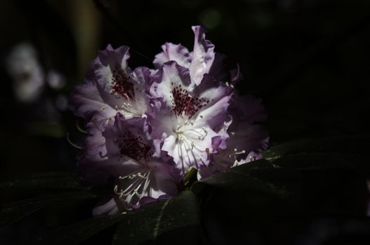 very fine coloured Rhododendron