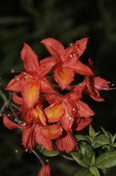 very fine coloured Rhododendron