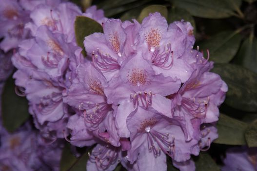 very fine coloured Rhododendron