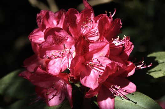 very fine coloured Rhododendron
