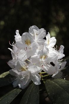 very fine coloured Rhododendron