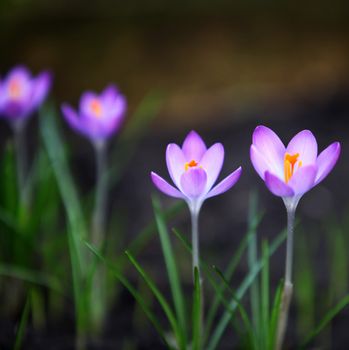 crocus - close up