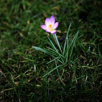 crocus - close up