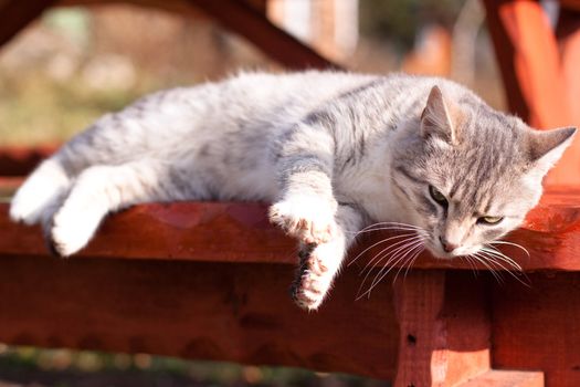 white tabby cat lying down on bench
