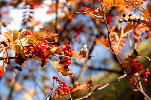 golden fall leaves and red ashberrys 

