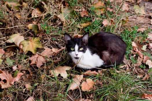 Spotty young cat lying on the grass
