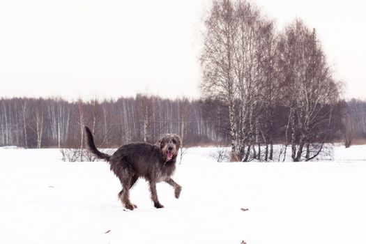 irish wolfhound on the snow field
