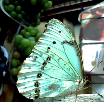 blue butterfly resting on the table