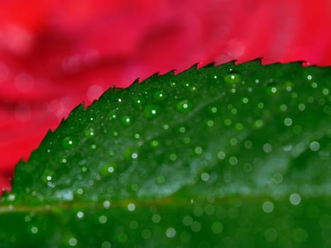 dew drops on a roses leaf