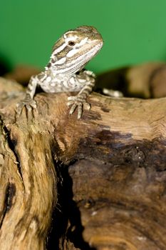 young bearded dragon - Pogona vitticeps