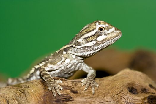young bearded dragon - Pogona vitticeps