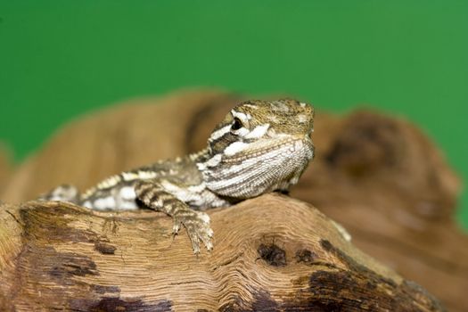 young bearded dragon - Pogona vitticeps