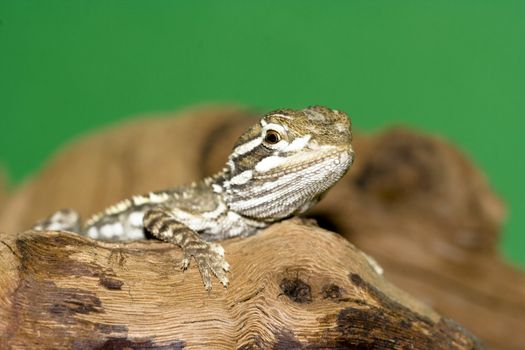 young bearded dragon - Pogona vitticeps