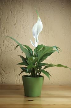 SPATHIPHYLLUM FLORIBUNDUM