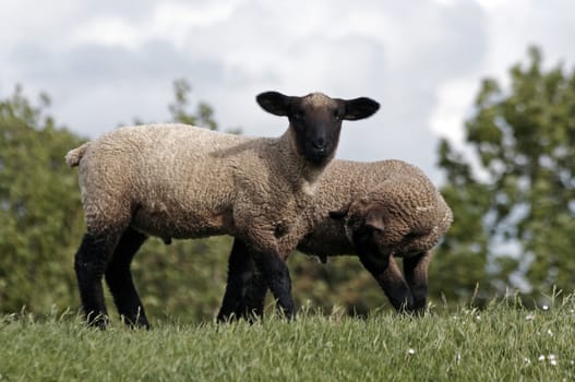 two lambs at the green