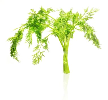 Fresh green dill isolated on white background   