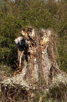 an old and death tree