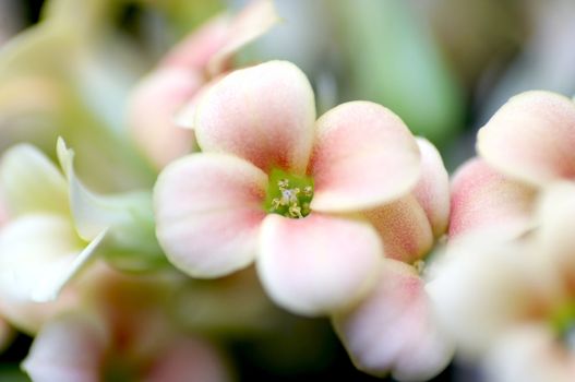  little pastel flower - Kalanchoe - close-up