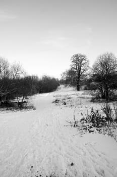 A black and white image of a park in winter