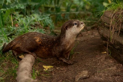 little Otter in the nature