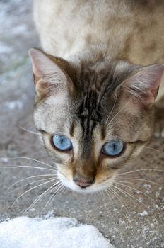 A Bengal cat playing in the snow