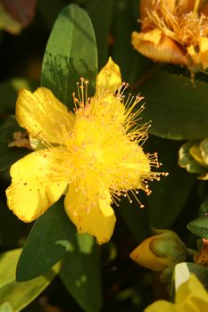 a yellow health flower