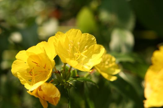 yellow evening primrose close-up