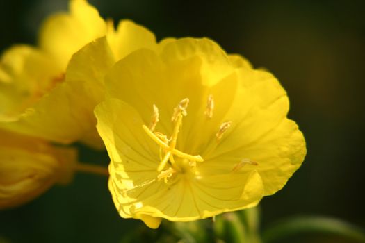 yellow evening primrose close-up