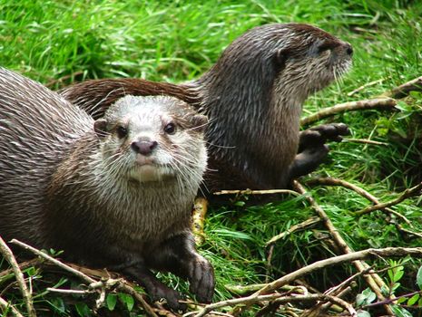 little Otter in the nature