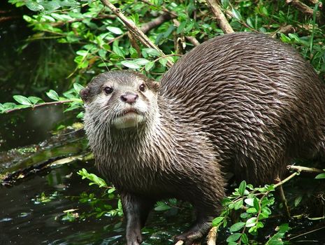 little Otter in the nature