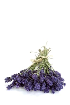 Bouquet of fresh lavender on bright background