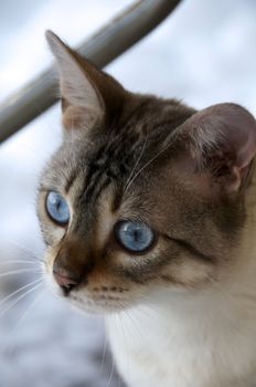 A Bengal cat playing in the snow